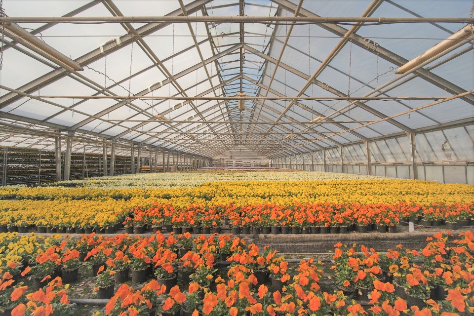 お花生産地直送